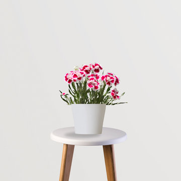 Dianthus flower plant